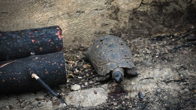 IMG-3826477c3e52c0483a6c3ec4cdfae813-V