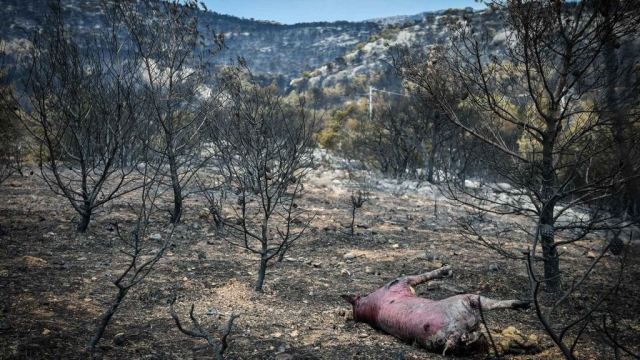 IMG-453531b52044b1ce9415bc66901385a4-V