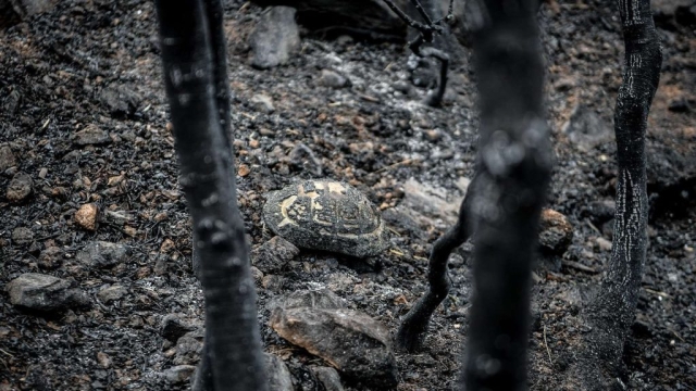 IMG-de6bfeeb005ba9dab39fdf9a5c85018f-V